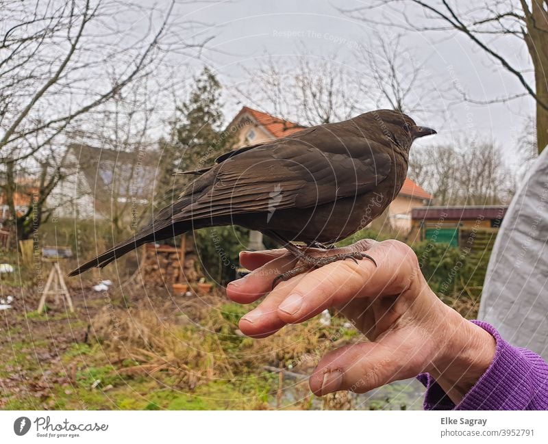 Amsel bedankt sich persönlich für die tägliche Fütterung :) Vogel Außenaufnahme Tierporträt Schwache Tiefenschärfe Tag Nahaufnahme Hand Garten Wildtier