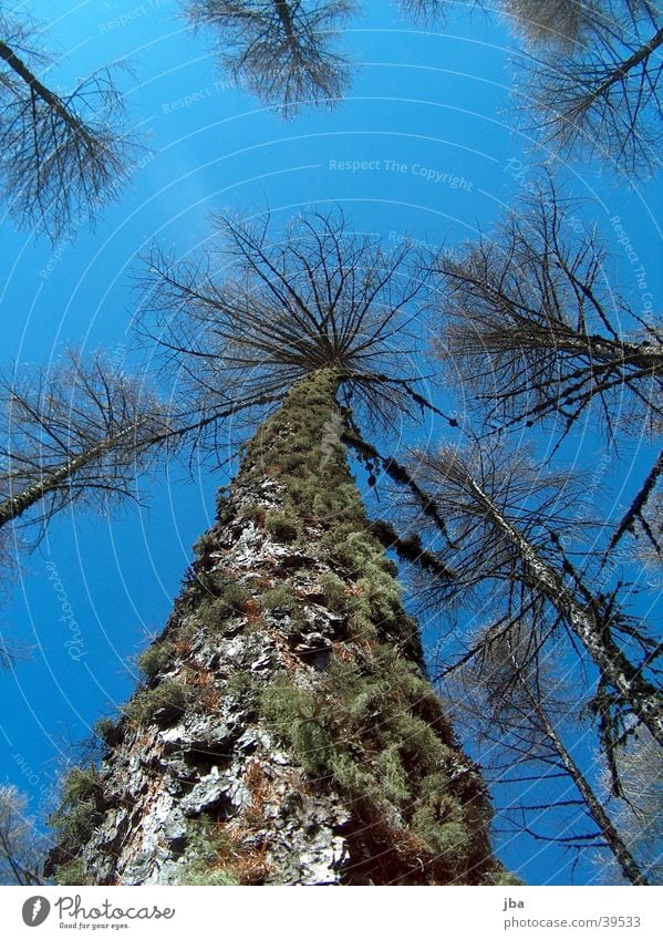 vom Strumpf zum Wipfel Baum Baumkrone unten Berge u. Gebirge Himmel oben blau