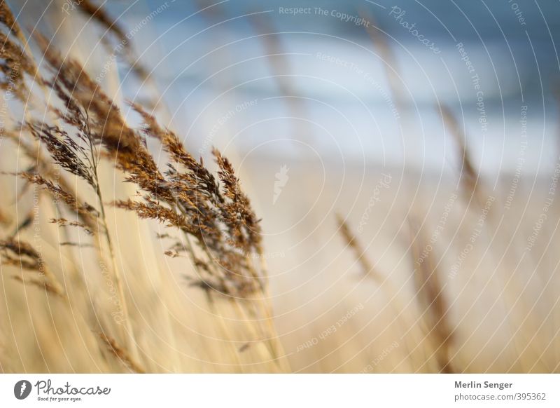 Nähe und Weite Ausflug Ferne Freiheit Sommer Strand Meer Gras Seeufer Nordsee Ostsee Glück Zufriedenheit Optimismus achtsam Vorsicht Wahrheit authentisch