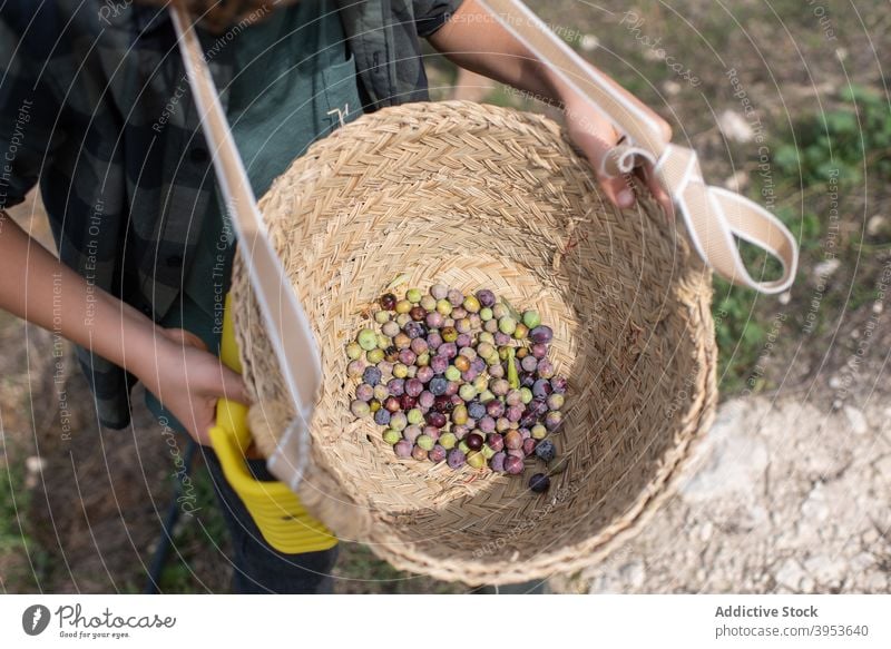 Anonymer kleiner Junge zeigt Korb mit geernteten Oliven im Garten manifestieren oliv Ernte Landschaft Harke Natur Kindheit reif frisch Baum Bauernhof blond