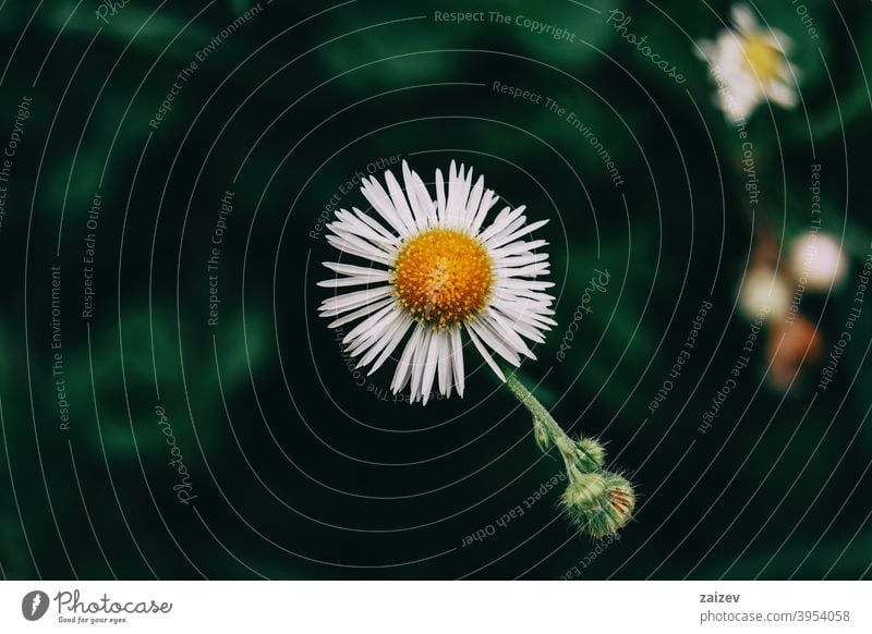 eine einzelne Blüte mit weißen erigeronfarbenen Blütenblättern Erigeron Gänseblümchen horizontal Ruhe copyspace gerber Bild Wachstum vereinzelt Unkraut jährlich