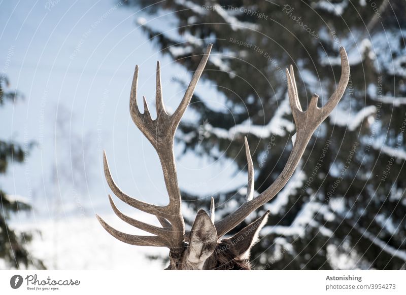 Hirschgeweih im Schnee Geweih spitz Tier Winter Ohren groß alt ender Fell Baum Wald Natur braun grün hart Nadelbaum Außenaufnahme Farbfoto kalt Hirsche