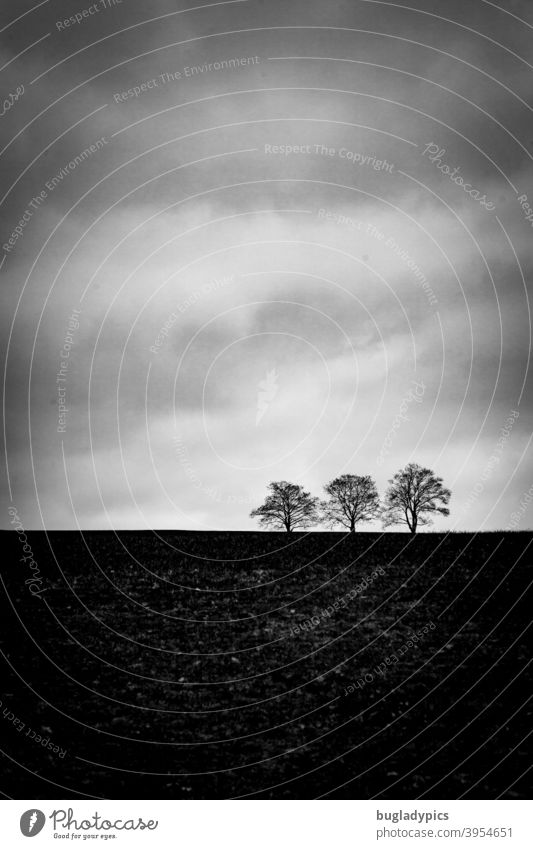 Trio am Horizont Bäume Baum Bäume am Horizont drei Wolken Natur karg Winter dunkel trist Landschaft kalt Ruhe Himmel Schwarzweißfoto grau schlechtes Wetter