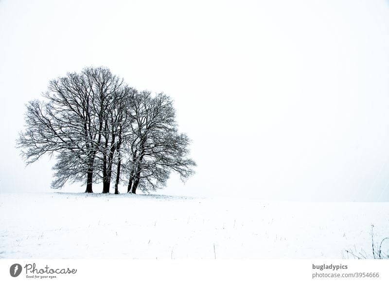 Baumgruppe im Schnee Bäume Schneelandschaft Winter Winterstimmung Landschaft Wald Frost Wintertag kalt Natur Winterlandschaft Winterspaziergang weiß Kälte