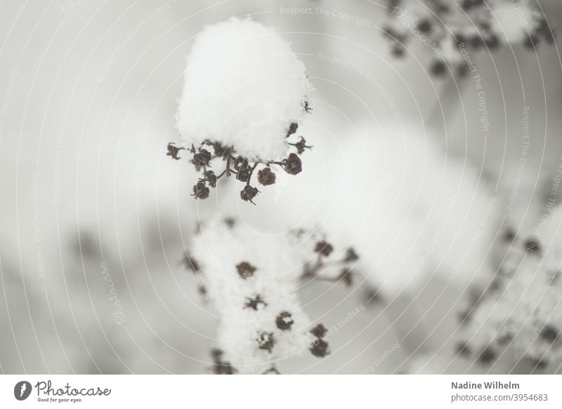 Schneebedeckt Blume verwelkt schneebedeckt Winter Natur kalt weiß Frost Außenaufnahme gefroren Umwelt Dezember frieren Wintertag Winterstimmung Klima