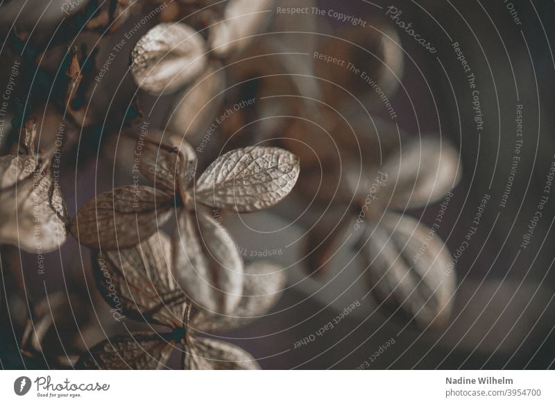 Verwelkte Hortensie Blume Hortensienblüte vertrocknet verwelkt Pflanze Blüte Natur Farbfoto Nahaufnahme Außenaufnahme Detailaufnahme Garten Makroaufnahme