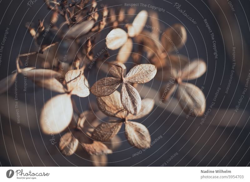 Vertrocknet Blume vertrocknet Pflanze Natur Blüte verblüht Menschenleer Farbfoto welk trocken Vergänglichkeit Nahaufnahme Herbst Schwache Tiefenschärfe