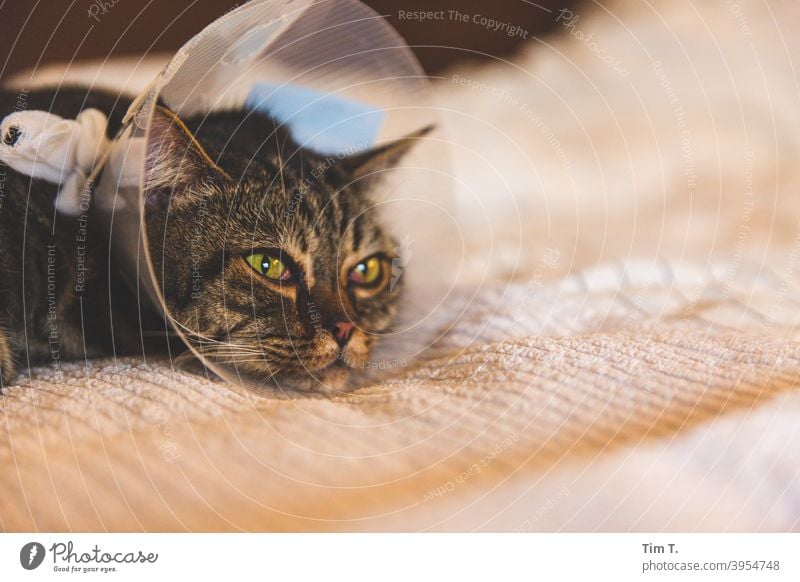 Kranker Kater mit Halskrause Katze Krankheit Tier Haustier Hauskatze Tierporträt Fell Blick niedlich Tiergesicht Schnurrhaar Katzenkopf Katzenauge Farbfoto