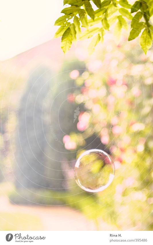 Die Leichtigkeit des Seins Natur Pflanze Sommer Schönes Wetter Baum Blatt Garten Spielen frisch hell Wärme gelb grün Freude Glück Lebensfreude Seifenblase