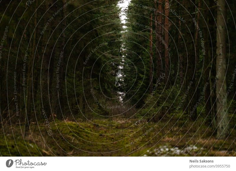 Hoffnungsvolle Perspektive in der Dämmerung des dichten Waldes / Licht am Ende des Tunnels Weg laufen reisen Nachlauf Natur Landschaft Baum Umwelt grün