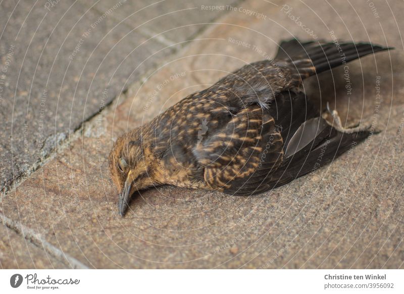 tote Amsel / Amselweibchen liegt auf Natursteinplatten Totes Tier Turdus merula Schwarzdrossel Wildtier Vogel Singvogel Tierporträt Nahaufnahme