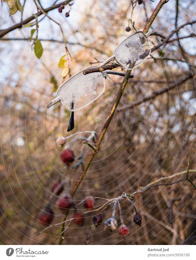 Verlorene Brille hängt in winterlichem Gebüsch Blätter Natur Raureif Winter kalt Frost Pflanze gefroren Eis Außenaufnahme Nahaufnahme Eiskristall Menschenleer