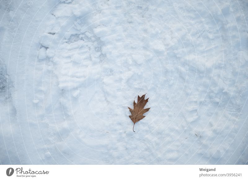 Alleinsein im Winter Blatt allein Einsamkeit Schnee Boden Depression winterdepression einsam traurig Traurigkeit unglücklich Denken deprimiert besinnlich ernst