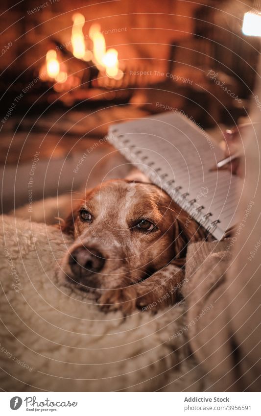 Crop Frau und Hund ruht am Kamin zu Hause Feuerstelle schreiben zur Kenntnis nehmen Tagebuch Abend gemütlich Setzer Zusammensein heimwärts Notebook heimisch