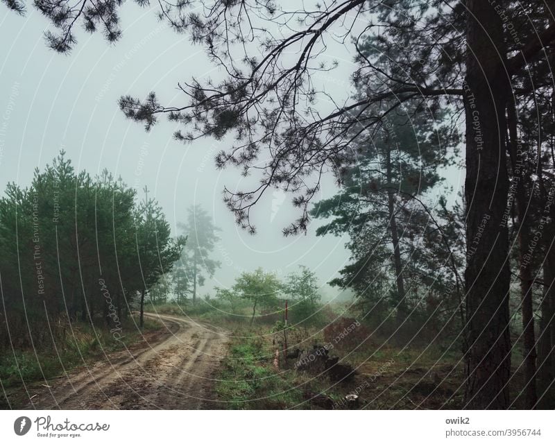 Nebels Kühle Umwelt Pflanze Baum Wald Kurve eng schmal diffus kalt frisch Morgendämmerung Horizont Farbfoto Gedeckte Farben Außenaufnahme Menschenleer