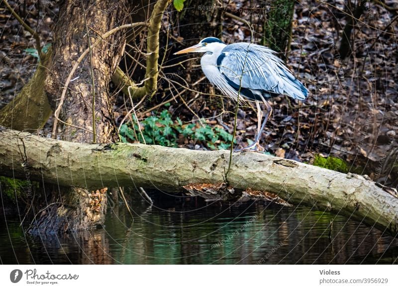 Reiher balanciert auf einem Baumstamm Graureiher Natur Teich See Ardea cinerea Fischreiher Teleobjektiv