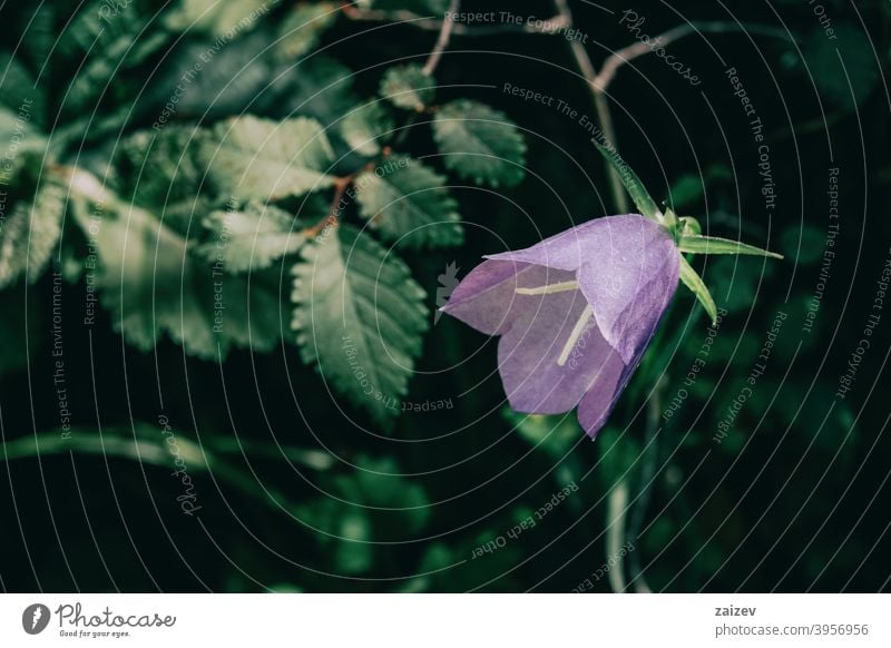 eine einzelne lilafarbene Campanula-Blüte auf dunklem Hintergrund Glockenblume horizontal Farbe Ausschnitt beleuchtet Kurve Weiblichkeit intensiv isolieren