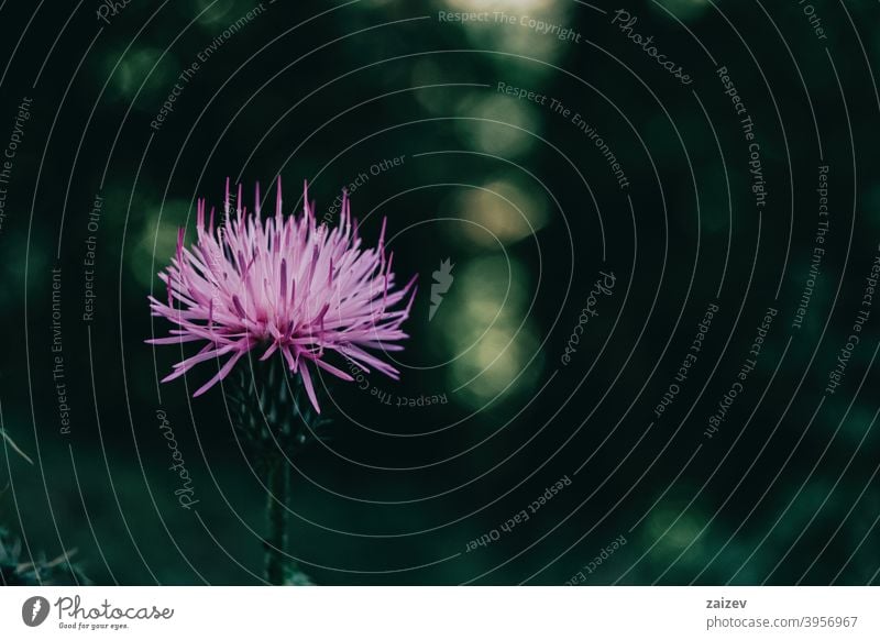 schöne lila Cirsium Blume auf einem dunklen Hintergrund Cirsium pumilum Ackerkratzdistel Medizin Behandlung therapeutisch Einladung medizinisch Heilung Stachel