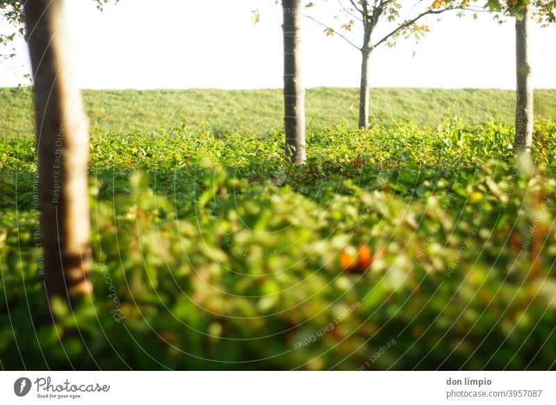 Bäume zwischen Hecke und Deich grün Bäume, Natur Landschaft Umwelt Menschenleer Farbfoto Pflanze natürlich Außenaufnahme Schwache Tiefenschärfe Schönes Wetter