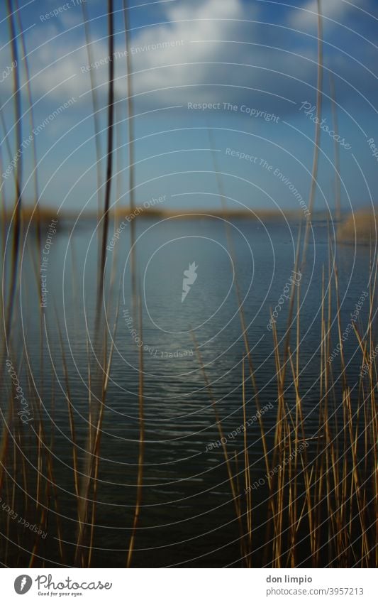 Strandseelandschaft im selektiven Fokus Schmoel Natur Schilfrohr Seeufer herbstlich Unschärfe Naturschutzgebiet Brise Hochformat