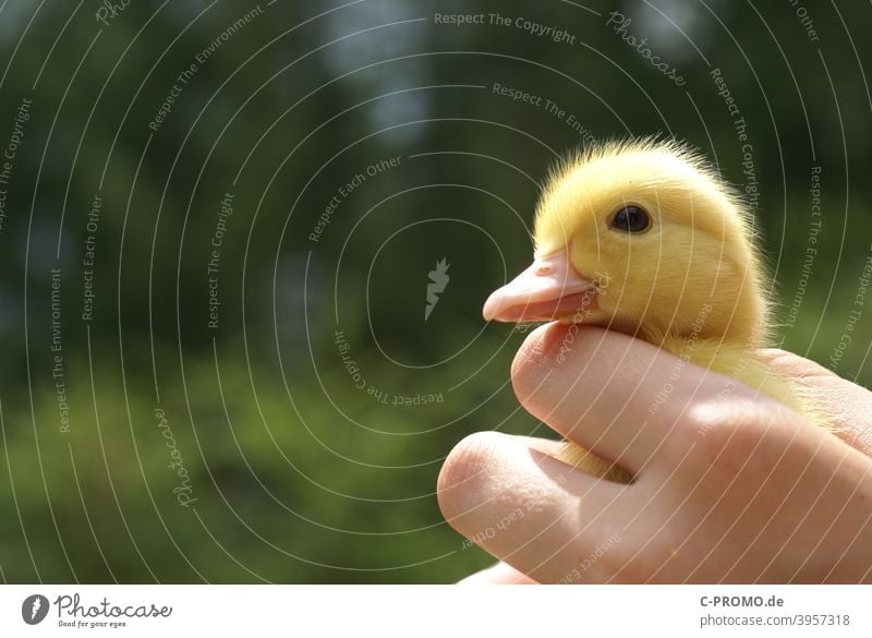 Gänsekücken gänse Hand Federvieh Geflügel klein Gans Tierporträt Vogel Natur Hausgans Tierwelt Tierhaltung grün gelb niedlich Schnabel Nahaufnahme