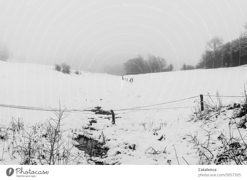 Es hat geschneit, Nebel kommt auf. Bald sind die kahlen Bäume, der Zaun nicht mehr zu sehen Horizont Himmel Wetter Witterung Schnee Winter Kälte Tag Tageslicht