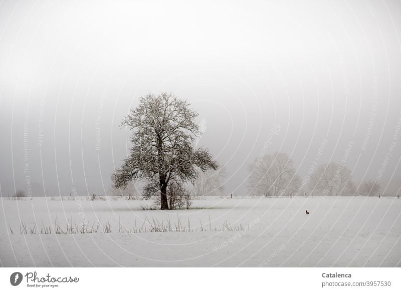 Ein Häschen sitzt im hohen Schnee Jahreszeit Winter Schneelandschaft kalt Eis und Schnee Baum weiß Natur Frost Wintertag Schneedecke Wetter Außenaufnahme