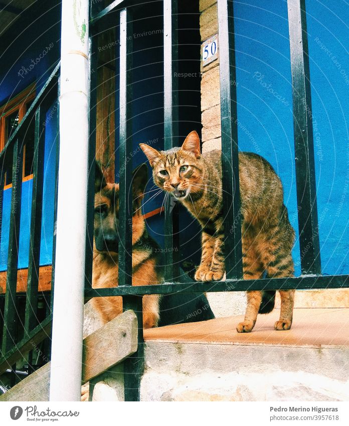 Hund und Katze in einem Haus träumen Haustier weiß Fell Behaarung Liebe heimisch Porträt Canino Welpe Spielen Tier Baby