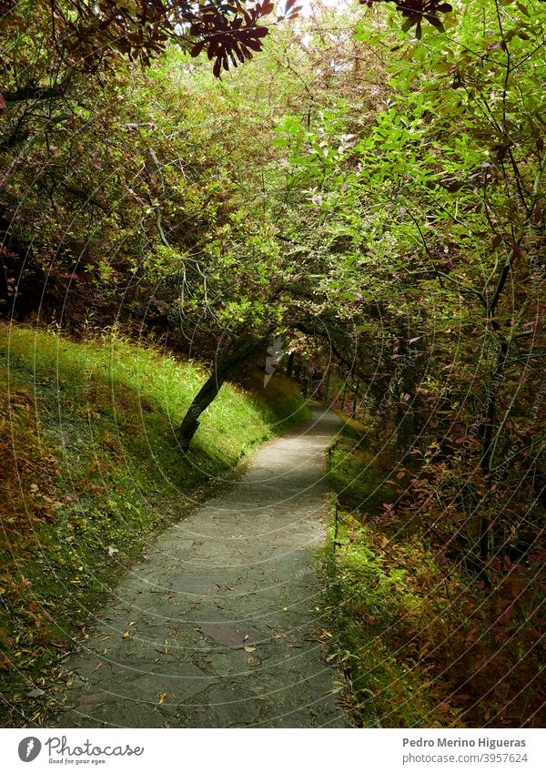 Herbstwald Weg Wald Holz grün Park Blatt Baum Sommer Natur Nachlauf Frühling natürlich Umwelt hölzern Straße wandern Landschaft Dschungel Spaziergang