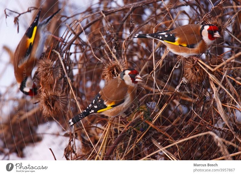 Stieglitz, Carduelis carduelis, Stieglitz, Stieglitz Arctium carduelis carduelis carduelis Europäischer Goldfink Futter Futtersuche Gruppe Passanten Samen