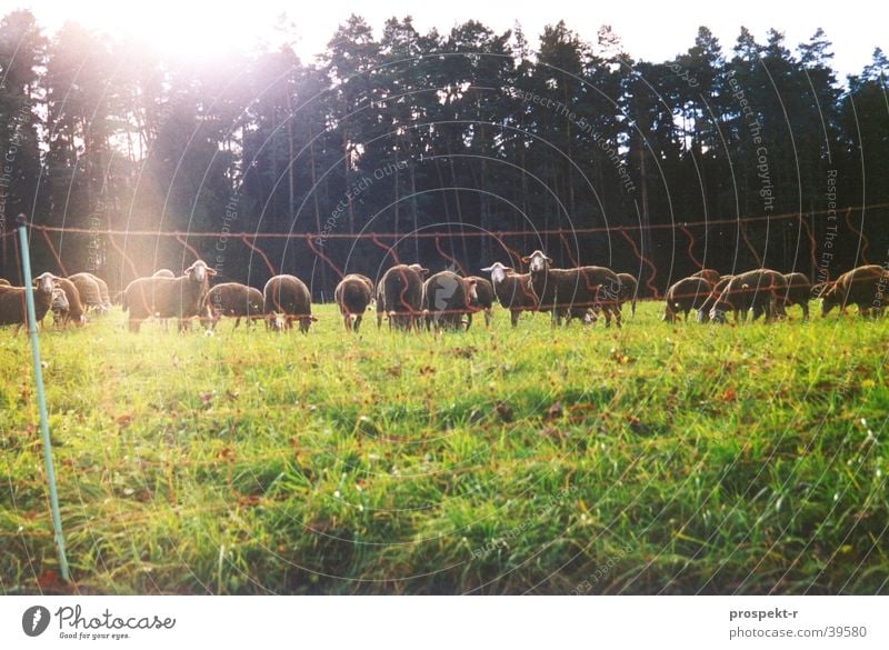 Look Sheep Schaf Wiese grün Zaun Wald Tier Sonnenfleck Gegenlicht Verkehr Natur