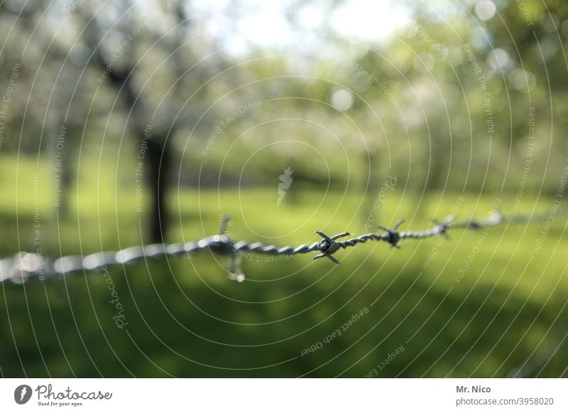 Stacheldrahtzaun Zaun Barriere Sicherheit Grenze Draht stachelig Schutz Spitz Umwelt Natur Garten Wiese grün Weidezaun Freiheit Begrenzung Grenzgebiet