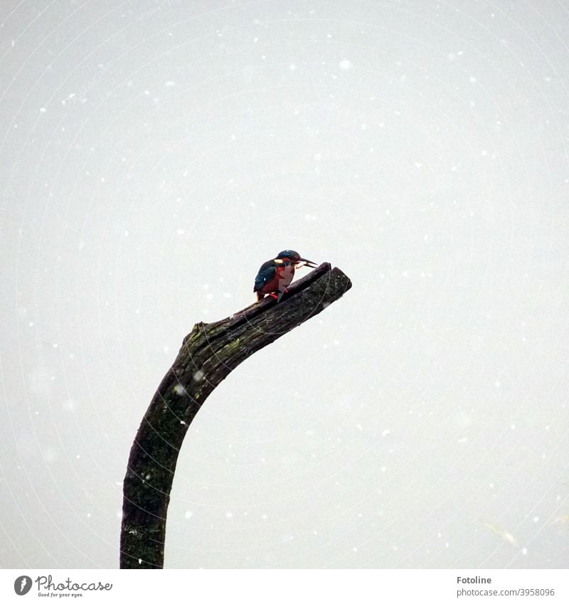 Guten Appetit! Der Eisvogel hat im Schneegestöber einen Fisch gefangen und lässt ihn sich gleich schmecken. Eisvögel Vogel Tier Außenaufnahme Farbfoto Wildtier