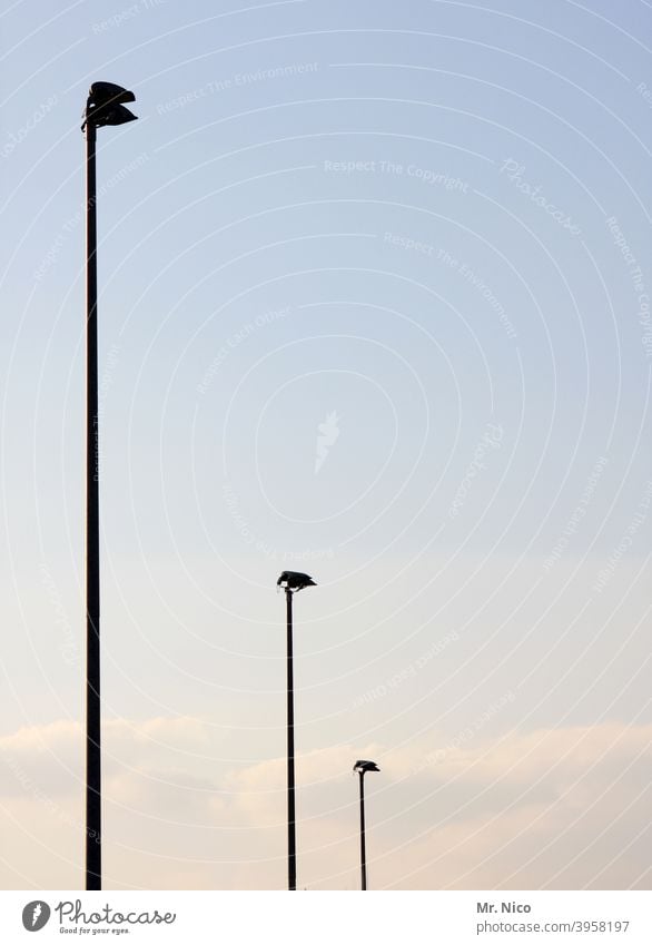 drei Flutlichmasten Flutlicht Sportstätten Licht stadionbeleuchtung flutlichtanlage Elektrizität Himmel Beleuchtung Fußballstadion lampe scheinwerfer strahler