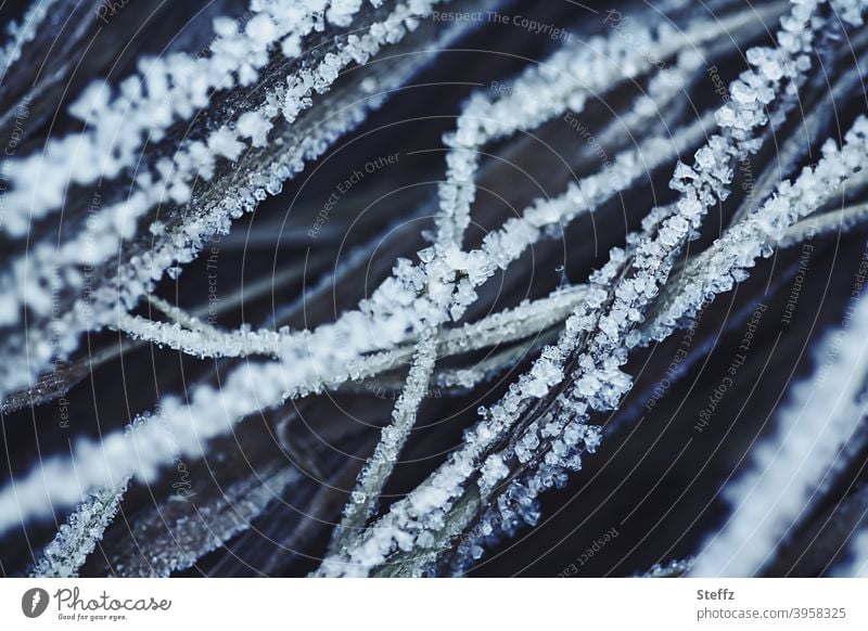 gefrorenes Gras am frostigen Wintertag Bodenfrost Frost Raureif Wintereinbruch eiskalt nordisch nordische Kälte heimisch eisigkalt kalt erwischt Kälteschock