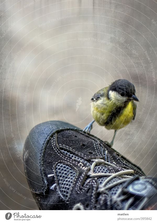 Frechdachs Schuhe Tier Wildtier Vogel 1 Sand frech blau gelb grau Mut Blaumeise Flugzeuglandung Farbfoto Außenaufnahme Textfreiraum oben Hintergrund neutral Tag