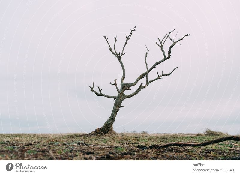 abgestorbener Baum am Meer abgestorbene Äste Natur Baumstumpf Leere ruhig Umweltverschmutzung Umweltverscmutzung sterben altern Baumsterben verdorren eingehen