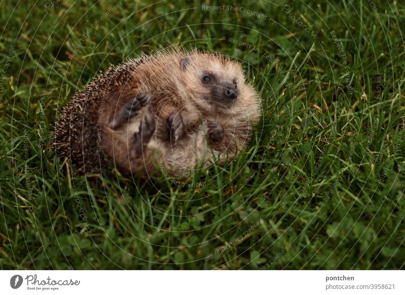 Ein Igel liegt auf dem Rücken. Tierwelt, niedlich tier wildtier rücken behindert Umgefallen Stachel Herbst