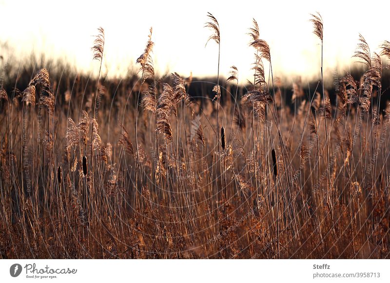 schneeloser Januar Wiese Graswiese Klimawandel Erwärmung Klimaerwärmung Schilf-Röhricht schneeloser Winter Wintergras Extremwetter milder Winter Winterwetter