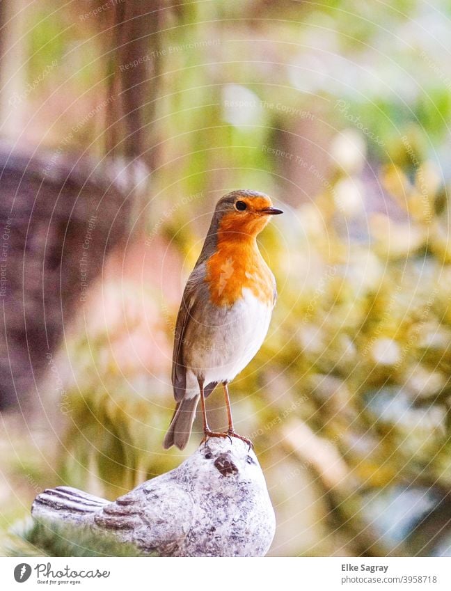 Rotkehlchen - keck und munter reckt es den Hals um größer zu wirken.... Vogelfotografie Tierwelt Natur Wildtier Farbfoto Feder Außenaufnahme Wildvogel Morgen