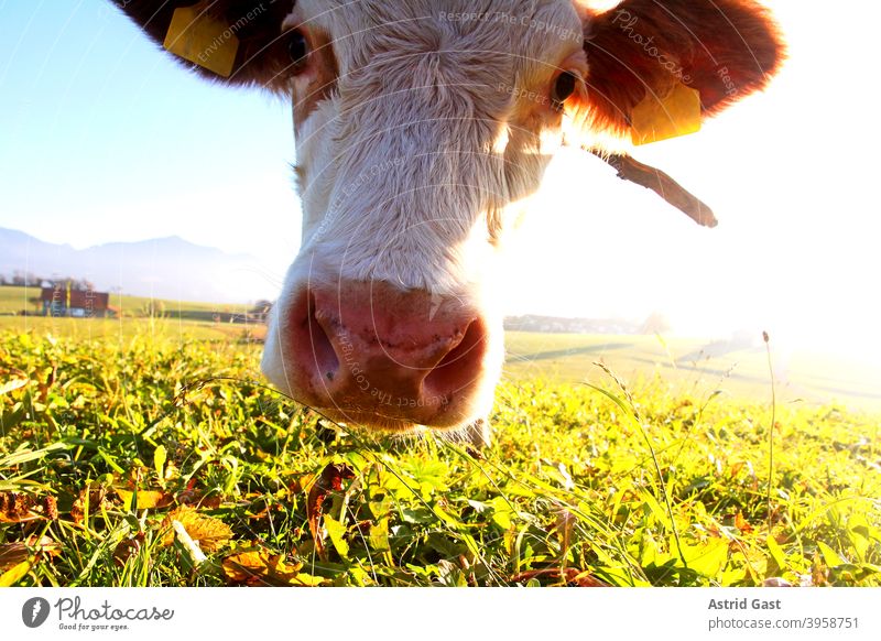 Der Kopf von einem jungen Simmentaler Rind im Gegenlicht der Sonne kuh hörner kuhglocke simmentaler rind grasen kopf fressen weitwinkelaufnahme wiese weide