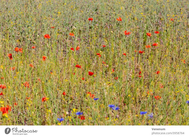 Wiesenblumen im Sommer Wildblumen Blumen Unkraut Gräser Blüte blüht Natur Natur-Pflanzen Natur Blumen Frühling