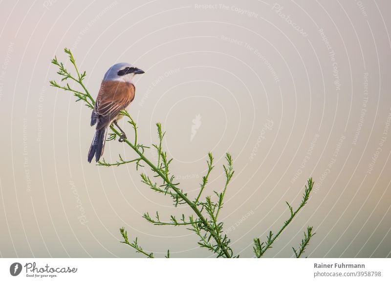 Ein Neuntöter sitzt bei nebeligen Wetter auf einer Pflanze im Naturschutzgebiet Biesenthaler Becken. Rotrückenwürger Lanius collurio Würger Vogel Deutschland