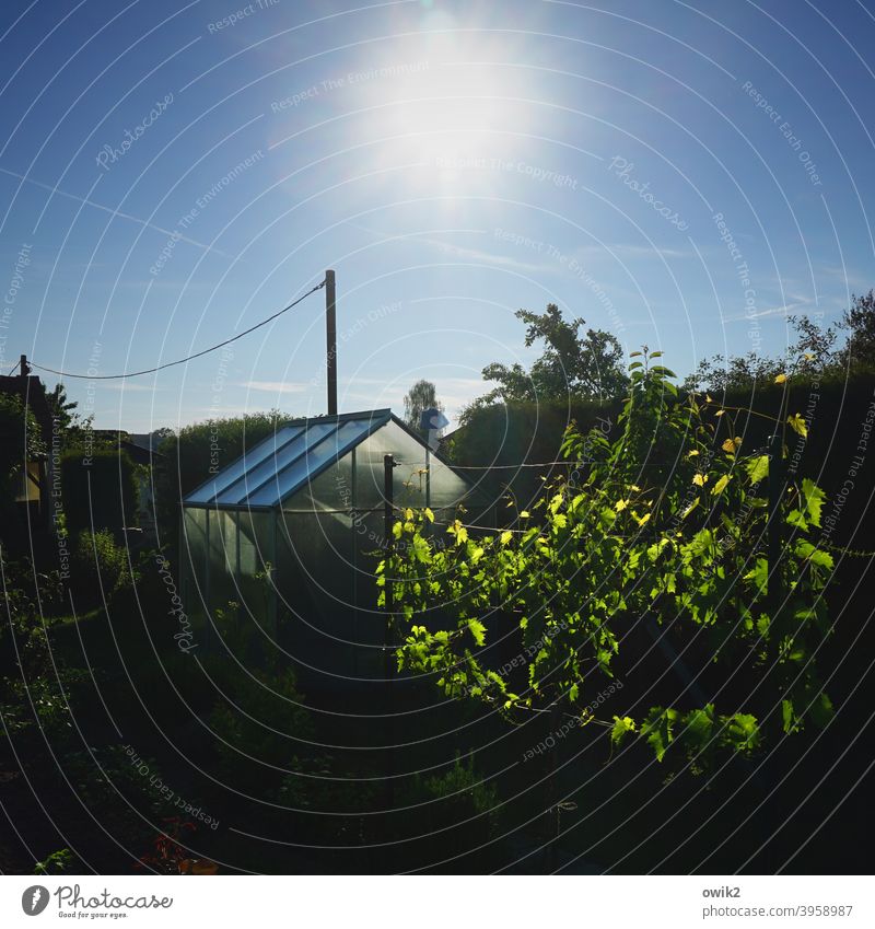 Fiktion Garten Sträucher Baum Idylle Außenaufnahme Tür Menschenleer Totale Wolkenloser Himmel Erde Pflanzen leuchten Gewächshaus Textfreiraum oben Sonnenlicht