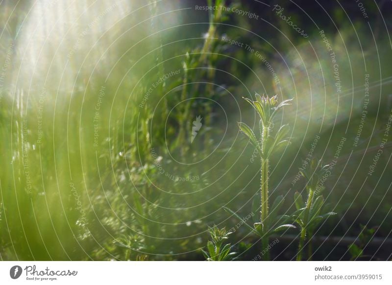 Biegsam Wiese Gras Landschaft frisch Schönes Wetter Frühling Menschenleer grün Detailaufnahme Umwelt Tag Natur Grünpflanze Pflanze Wildpflanze Außenaufnahme