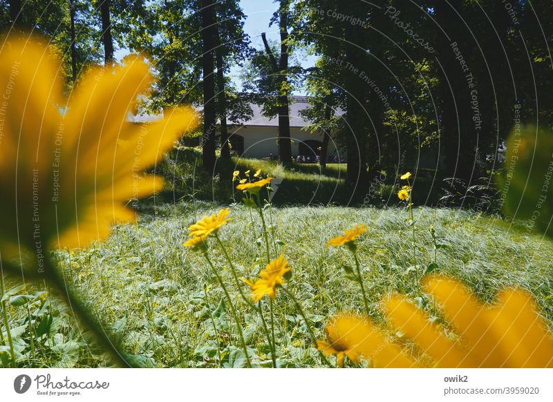 Lenz Natur Blume Frühling Außenaufnahme Nahaufnahme Farbfoto Pflanze blühen farbenfroh leuchtende Farben Blüte Blumen geheimnisvoll Makroaufnahme Halm