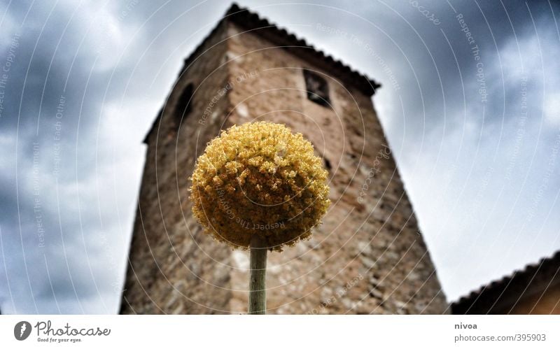 David und Goliath Tourismus Ausflug Sommer Kunst Architektur Himmel Wolken Wetter Schönes Wetter Pflanze Blume Blüte Grünpflanze exotisch Kleinstadt