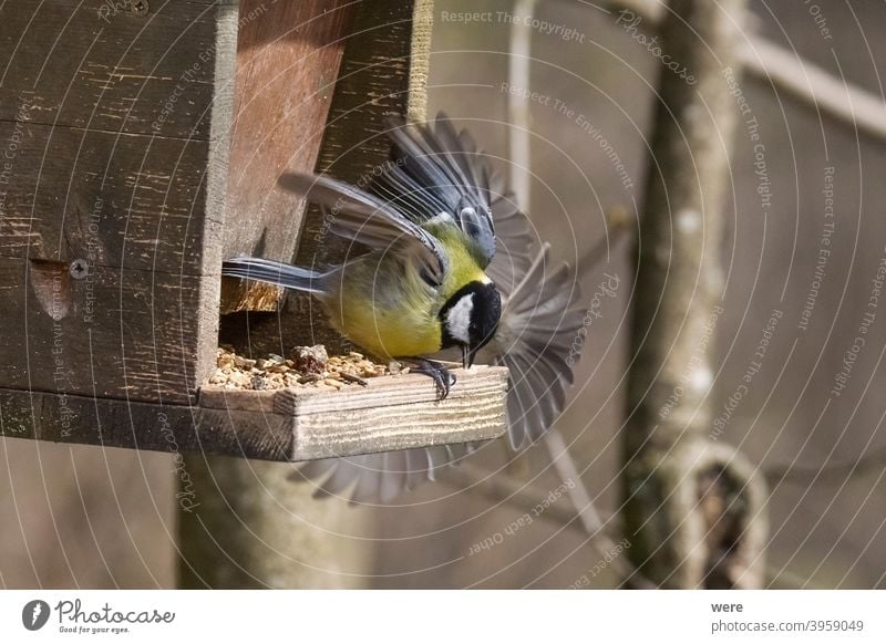 Kohlmeise flattert am Vogelfutterhäuschen Blaumeise Cyanistes caeruleus Parus Ater parus major Periparus Ater Wintervogel Tier Vogelfütterung Zweigstelle