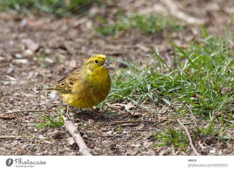 Goldammer sucht auf dem Waldboden nach Nahrung Emberiza-Zitrinella Tier Vogel Textfreiraum kuschlig kuschelig weich Federn Fliege Lebensmittel Boden Blick Natur