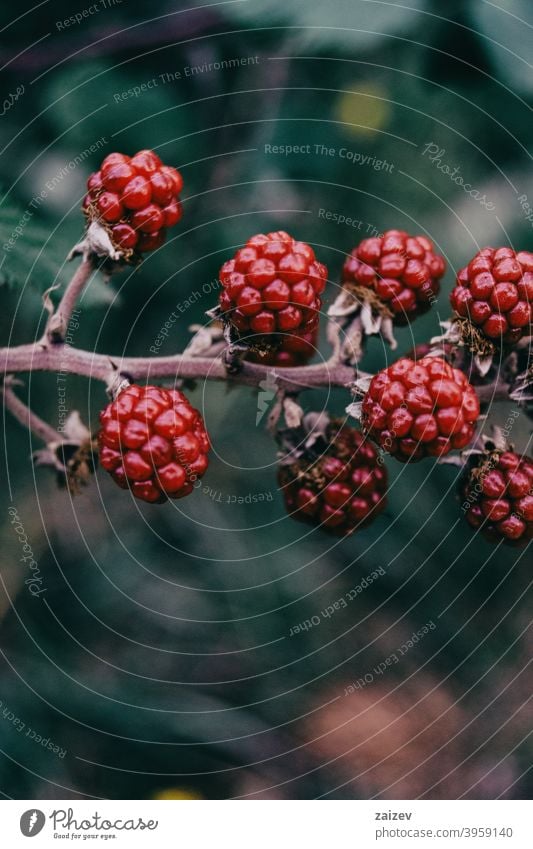 essbare rote Beeren von Rubus auf einem Feld rubus Menschengruppe horizontal Medizin Teile Kostbarkeit nachhaltig Gesundheit Biologie Cluster fruchtbar